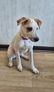 Цуценя метис Джека Рассела, хлопчик