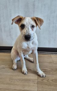 Цуценя метис Джека Рассела, хлопчик