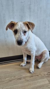 Цуценя метис Джека Рассела, хлопчик