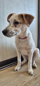 Цуценя метис Джека Рассела, хлопчик