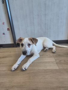 Цуценя метис Джека Рассела, хлопчик