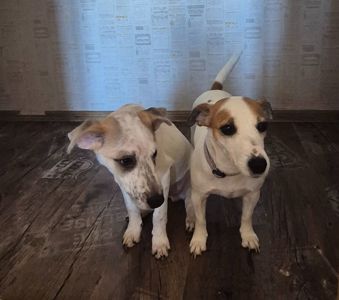 Цуценя метис Джека Рассела, хлопчик