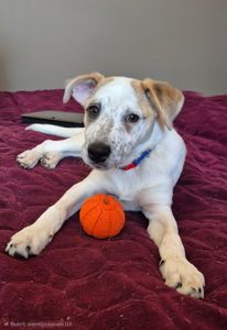 Цуценя метис Джека Рассела, хлопчик