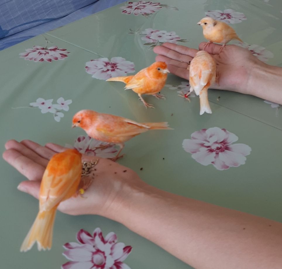 Канарка та кенар - пара