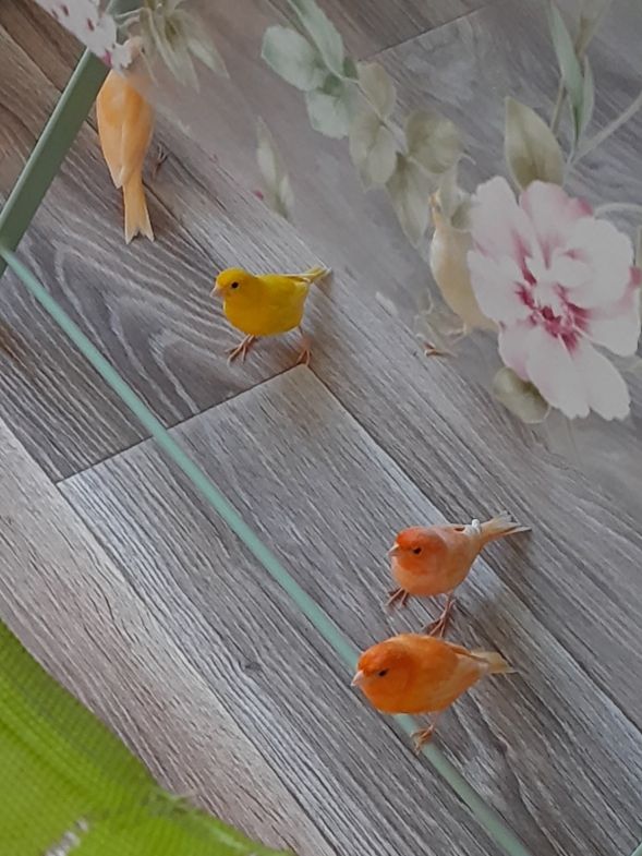 Канарка та кенар - пара