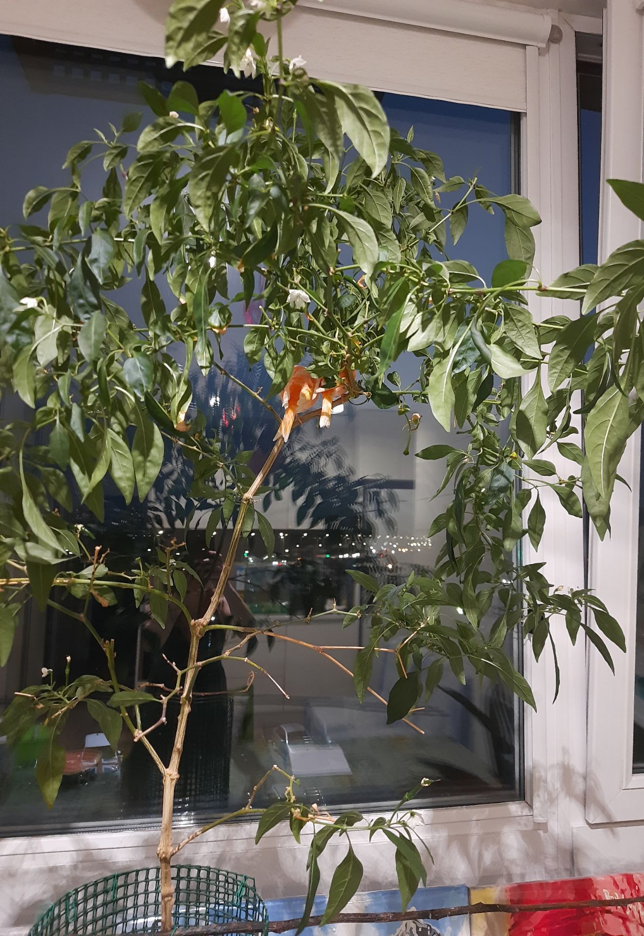 Канарка та кенар - пара