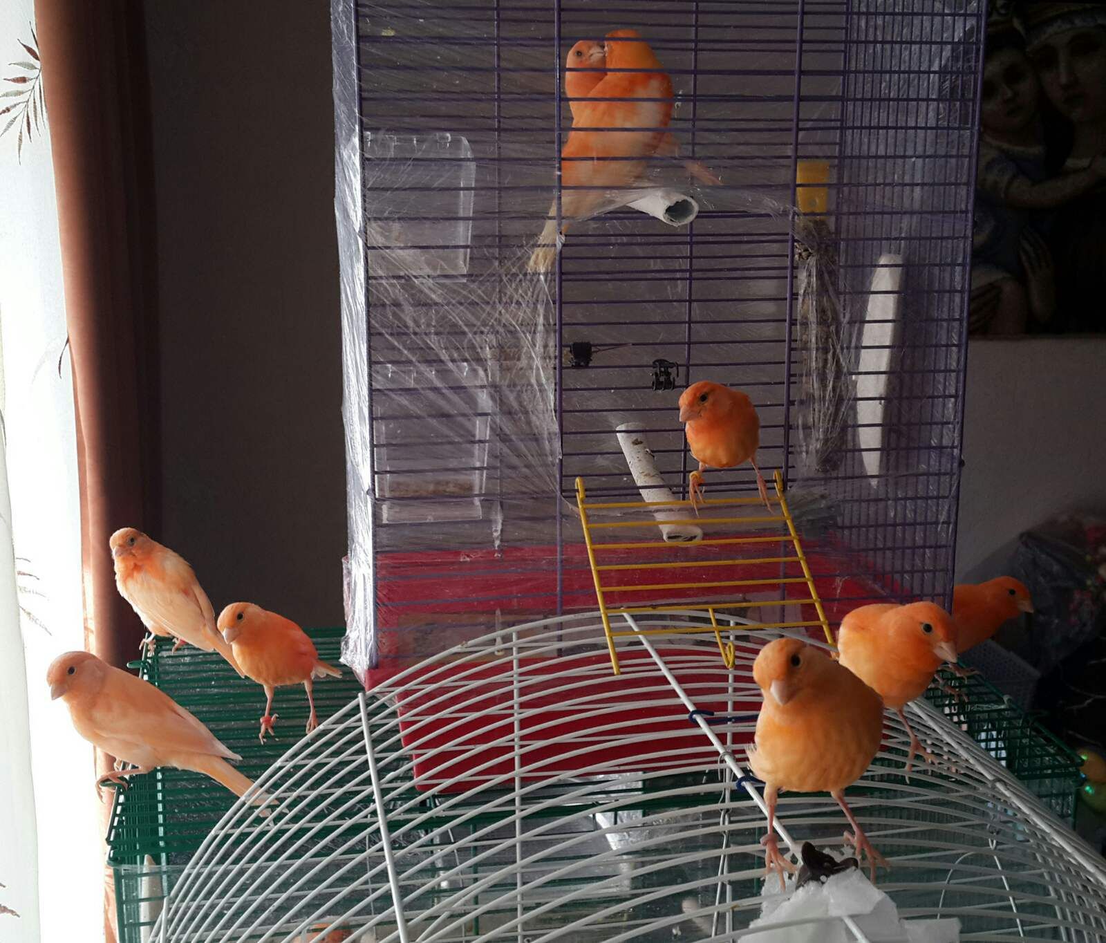 Канарка та кенар - пара