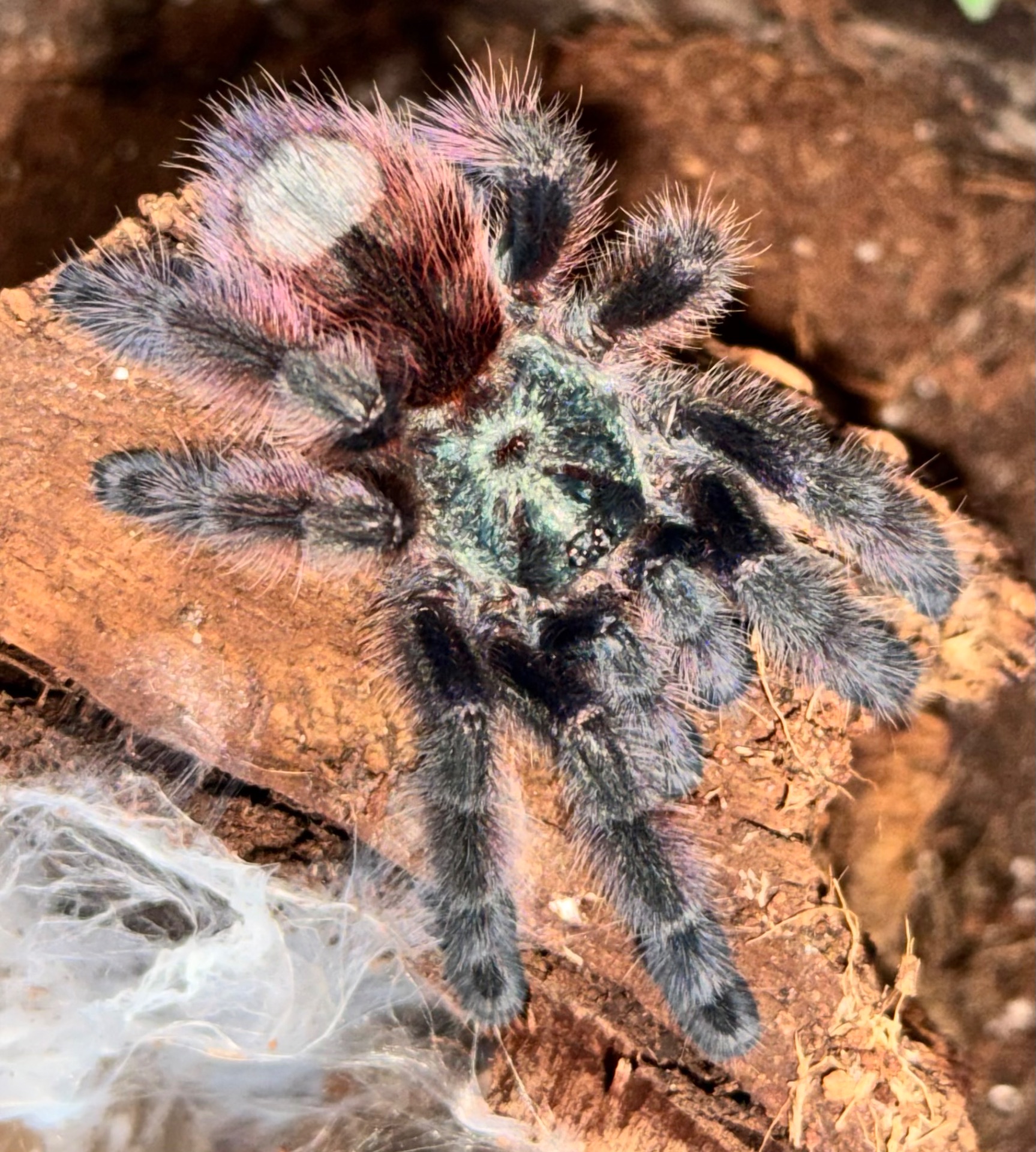 Caribena (Avicularia) versicolor. Павук для новачка.