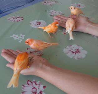 Канарка та кенар - пара