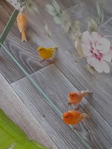 Канарка та кенар - пара