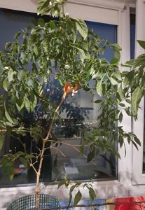 Канарка та кенар - пара