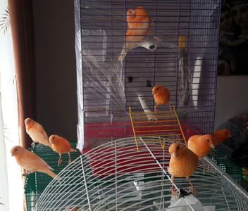 Канарка та кенар - пара