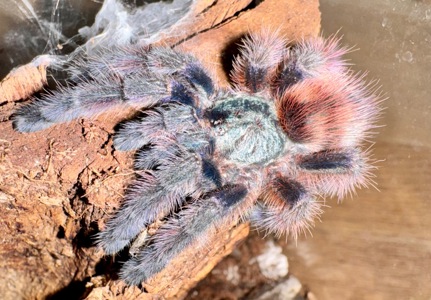 Caribena (Avicularia) versicolor. Павук для новачка.