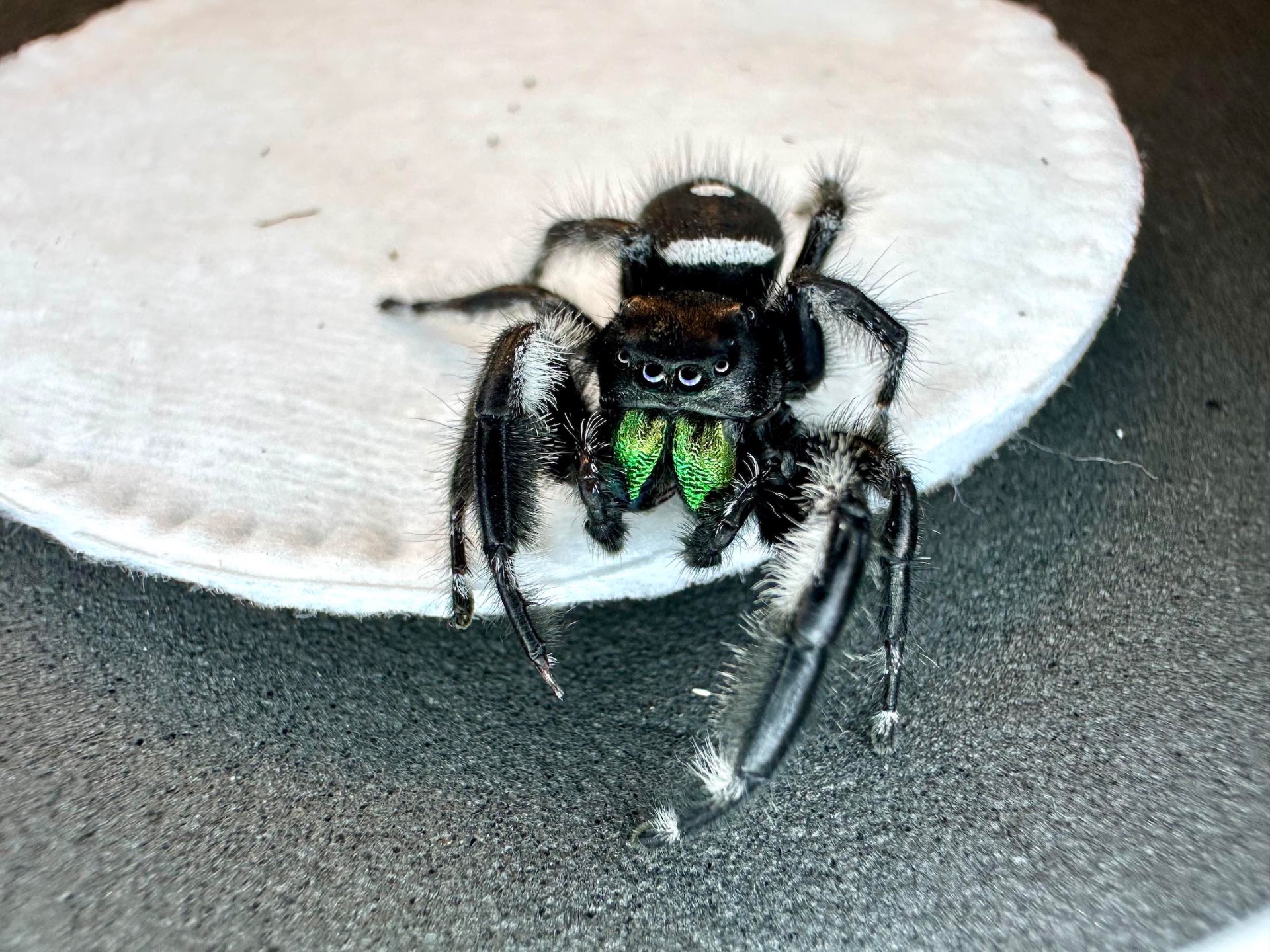 Імператорський удав Normal het Sharp Albino