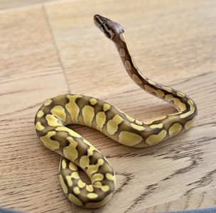 Імператорський удав Normal het Sharp Albino