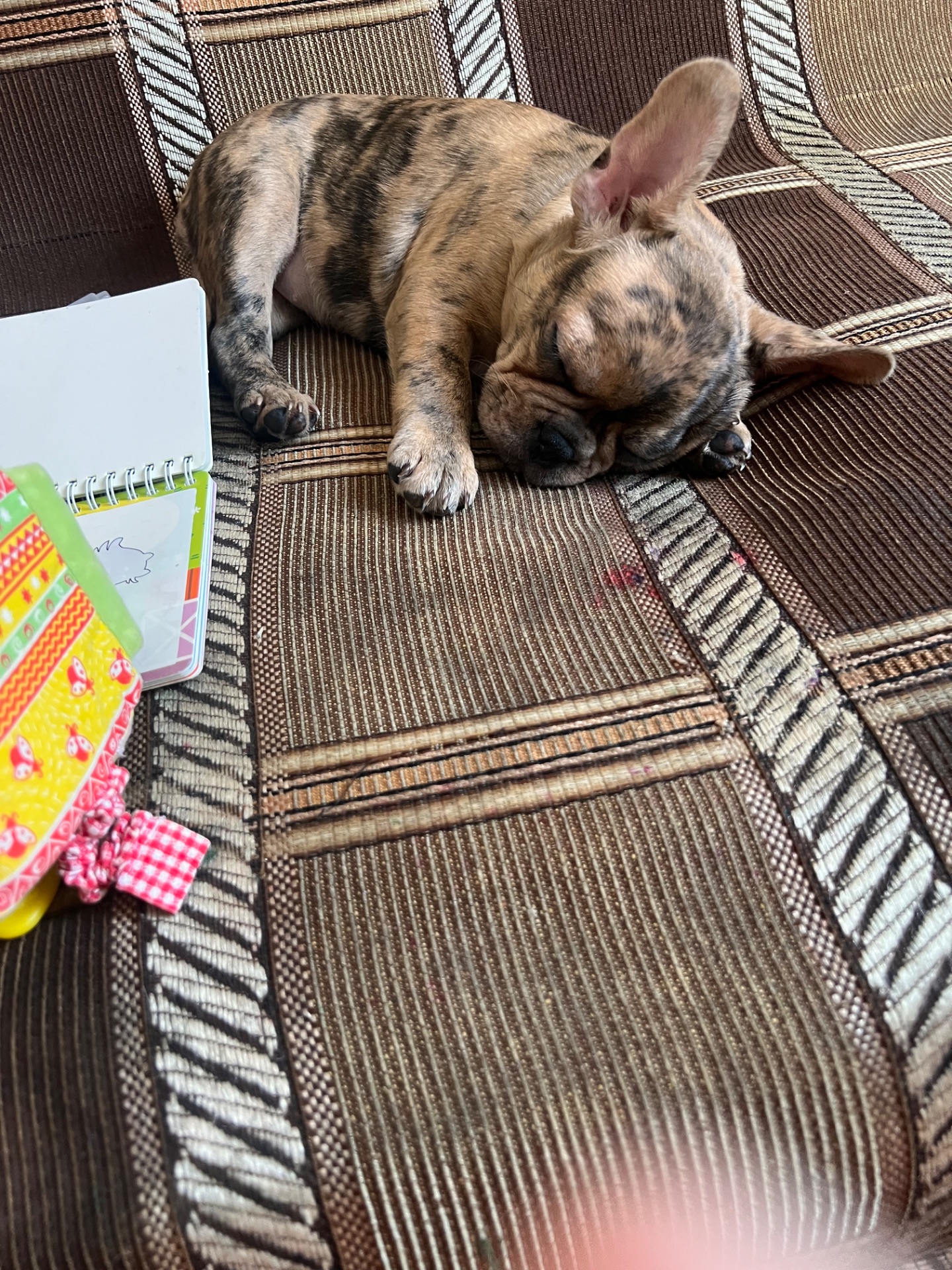 Цуценя французького бульдога