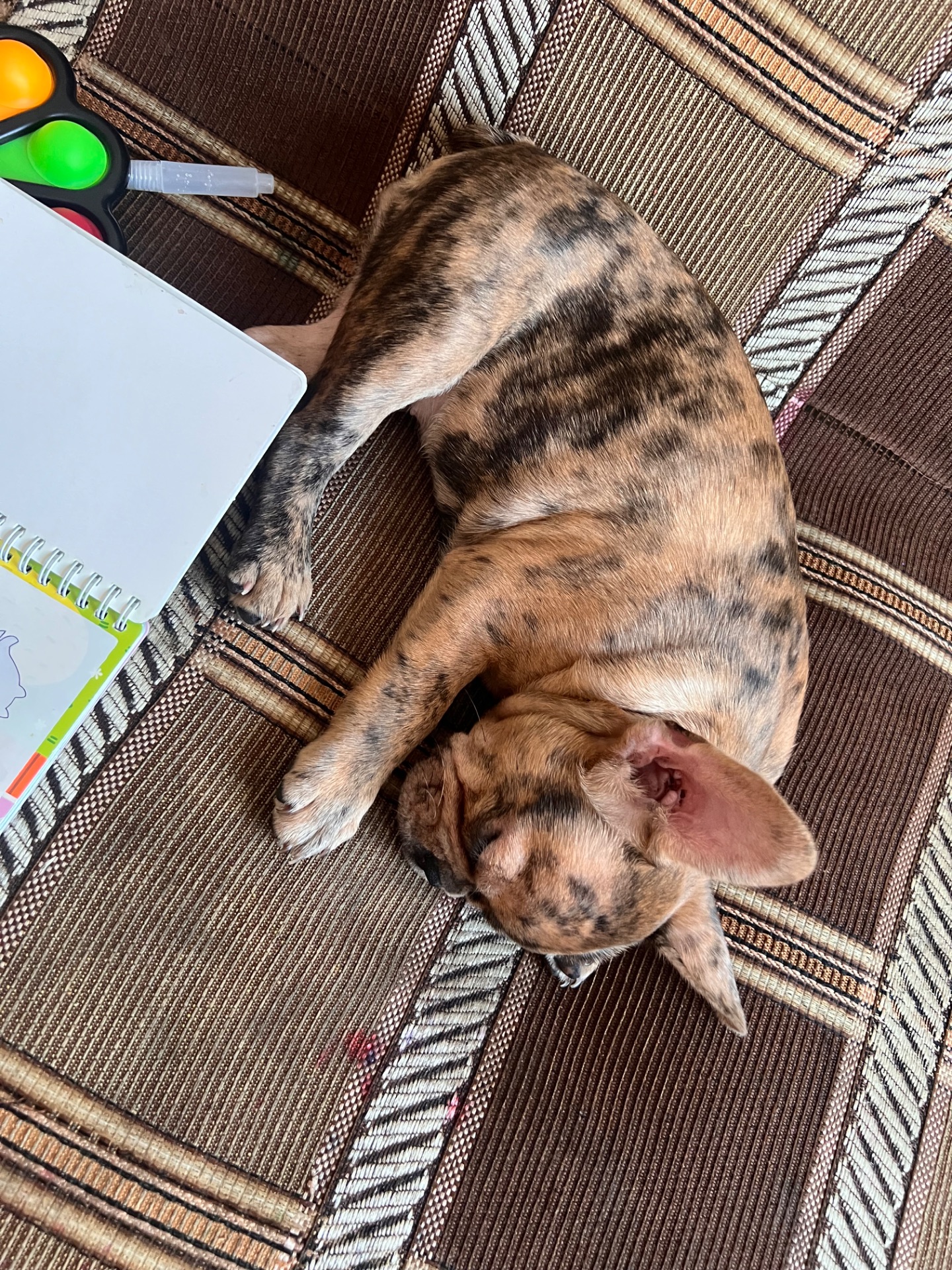 Цуценя французького бульдога