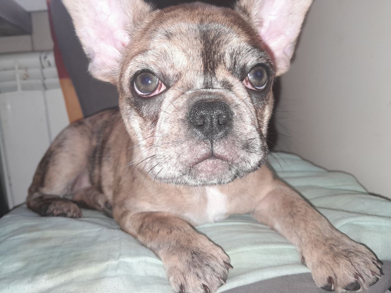 Цуценя французького бульдога