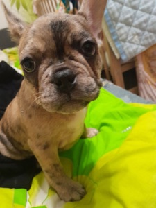 Цуценя французького бульдога