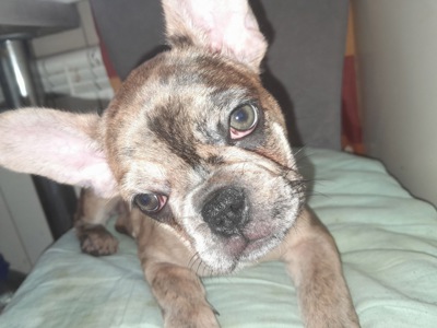 Цуценя французького бульдога