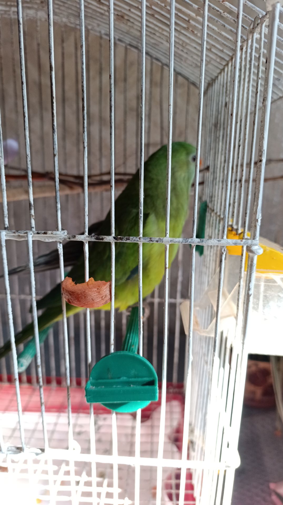 Ищу Ожереловый