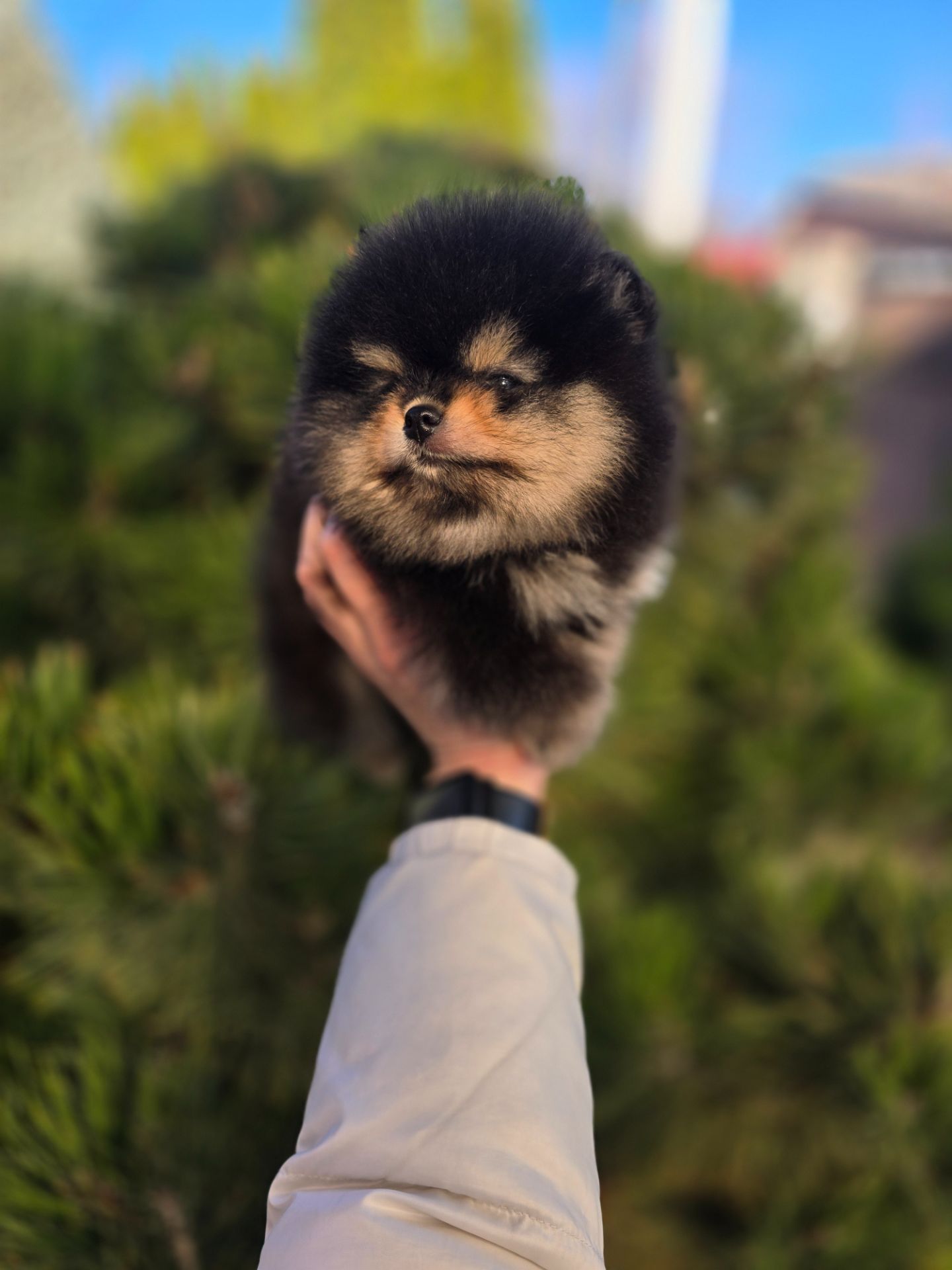 Vip Щенки черно- подпалого щенка