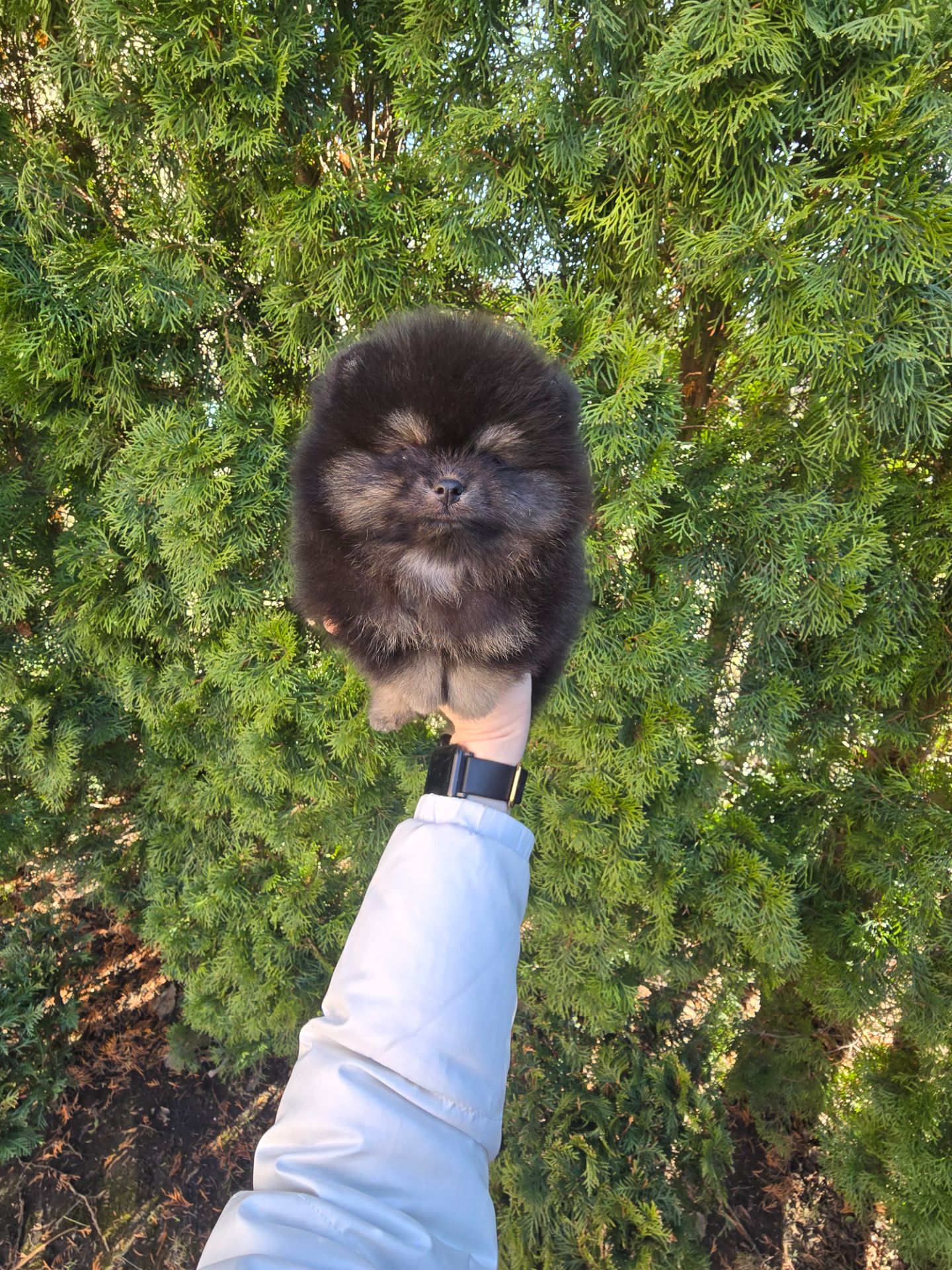 Vip щенки померанского шпица