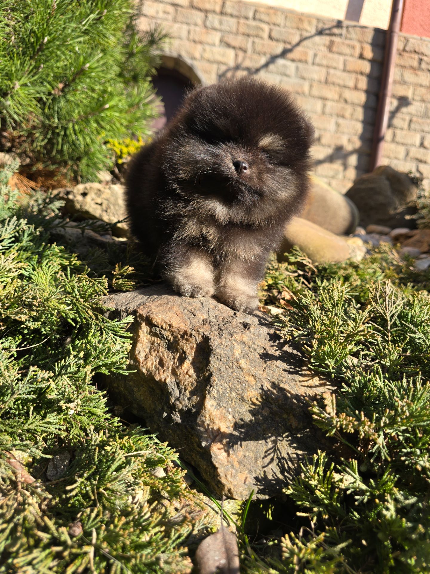 Vip щенки померанского шпица