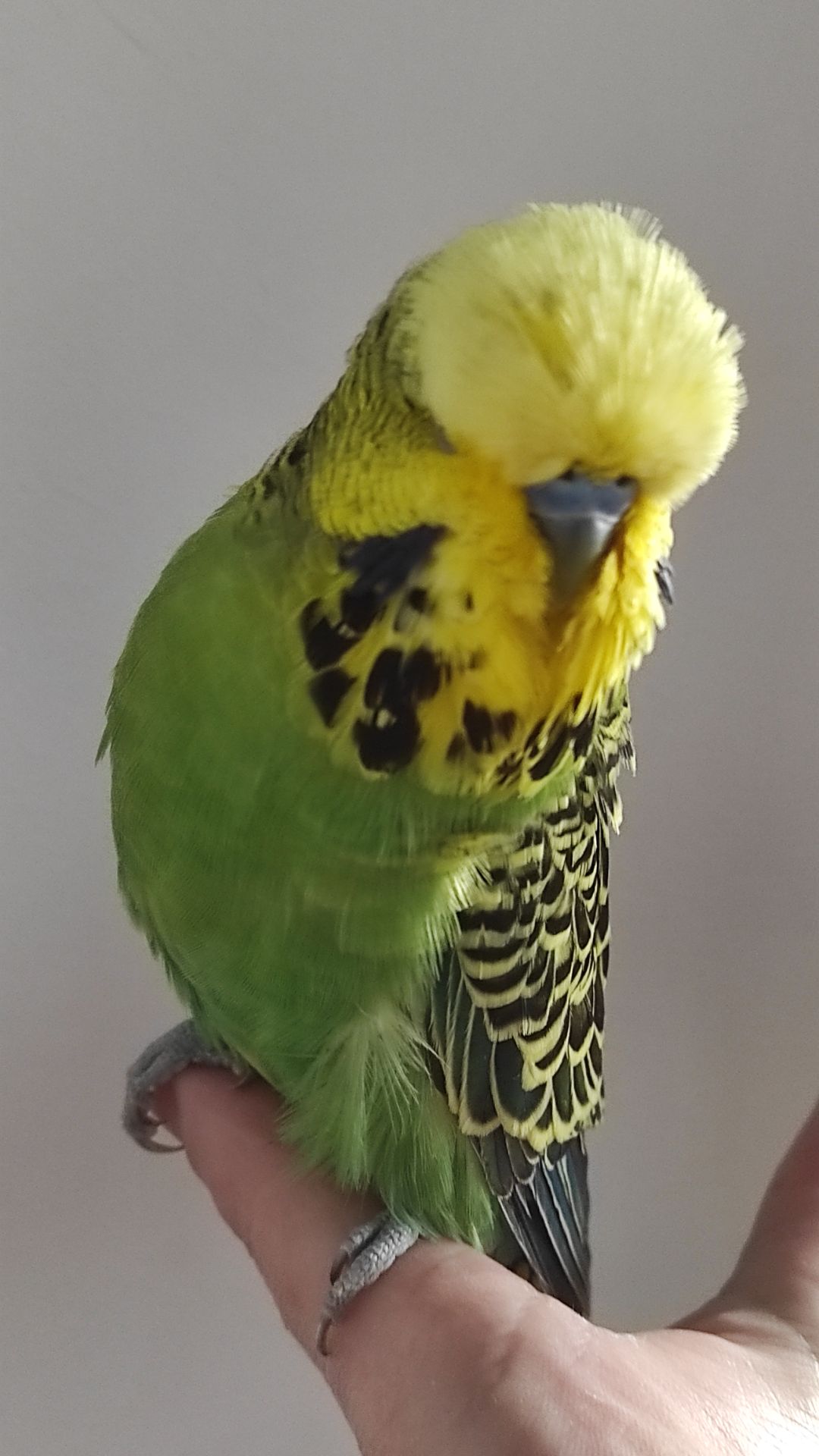 Волнистый попугай