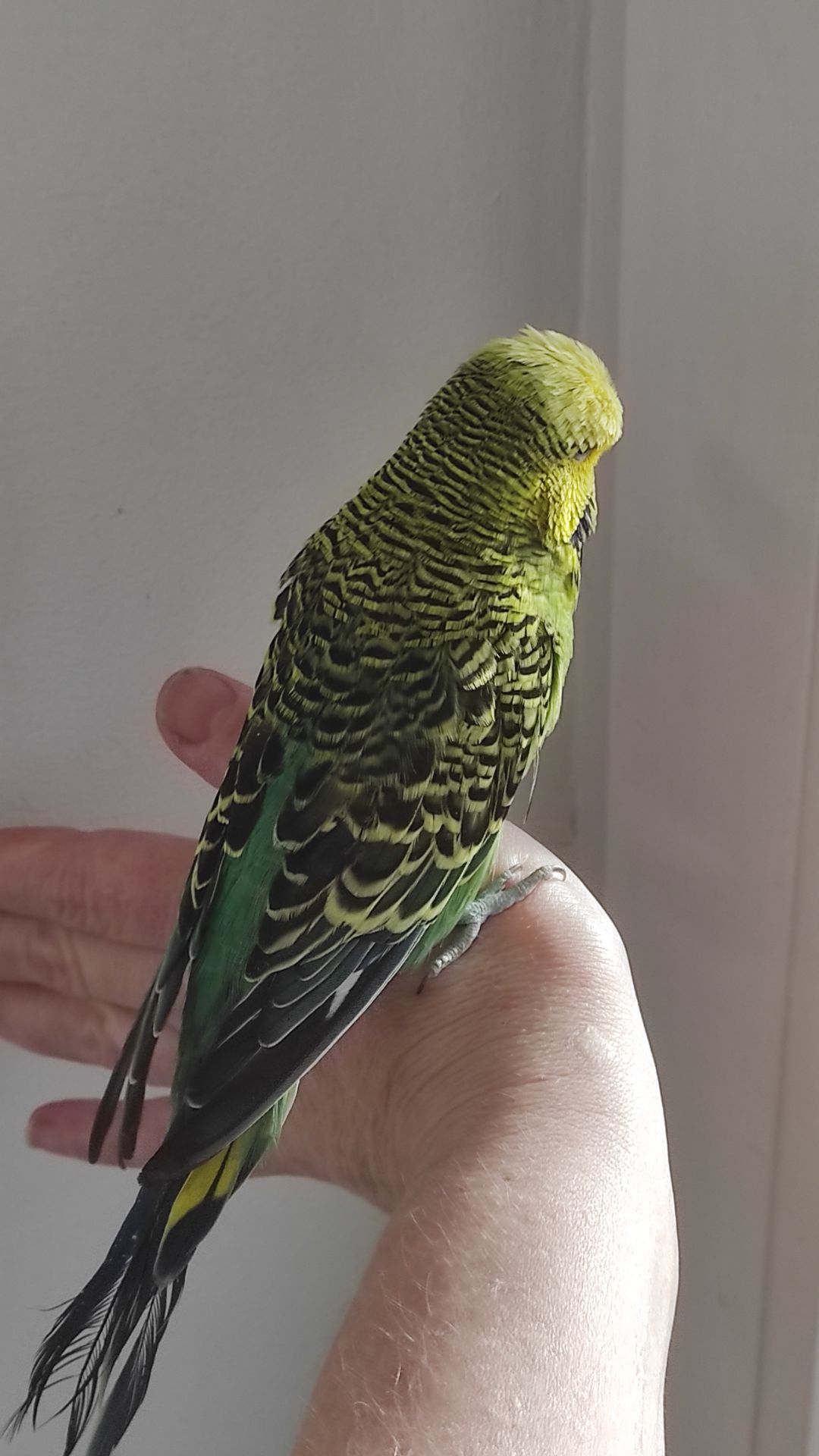 Волнистый попугай