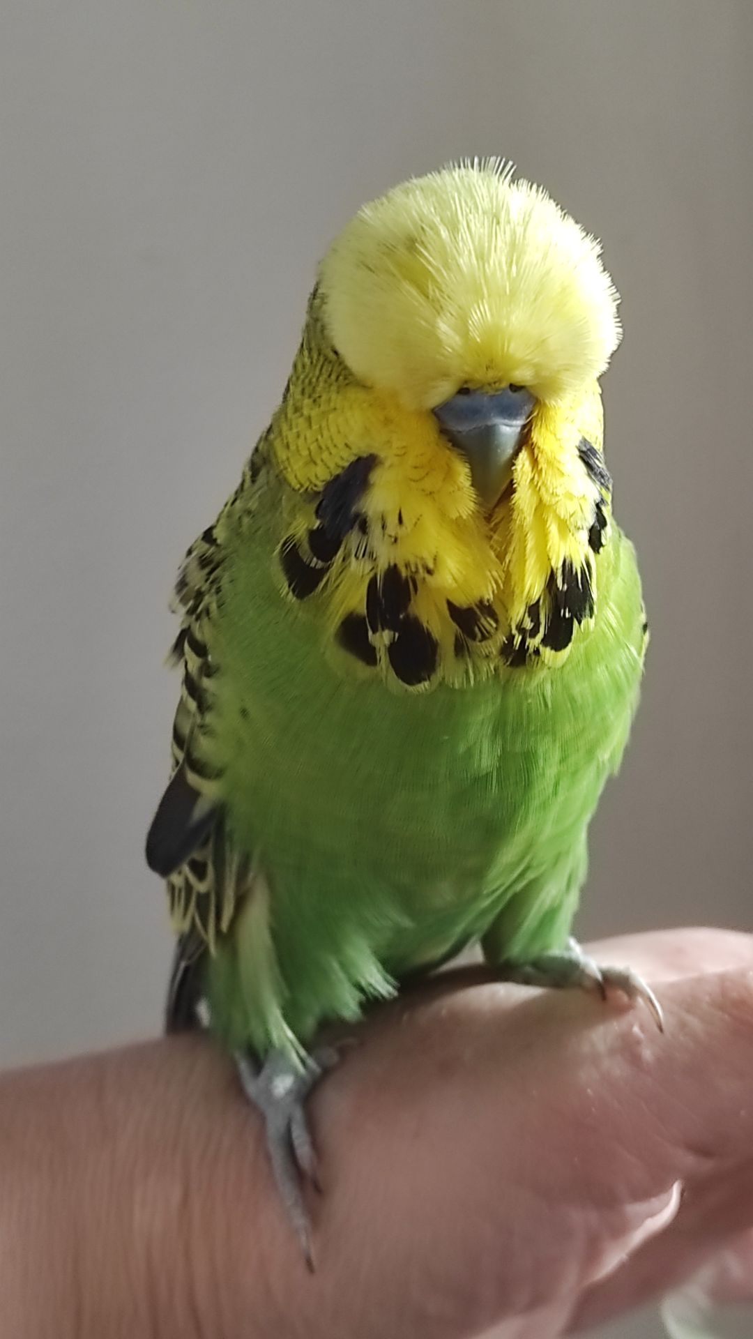 Волнистый попугай