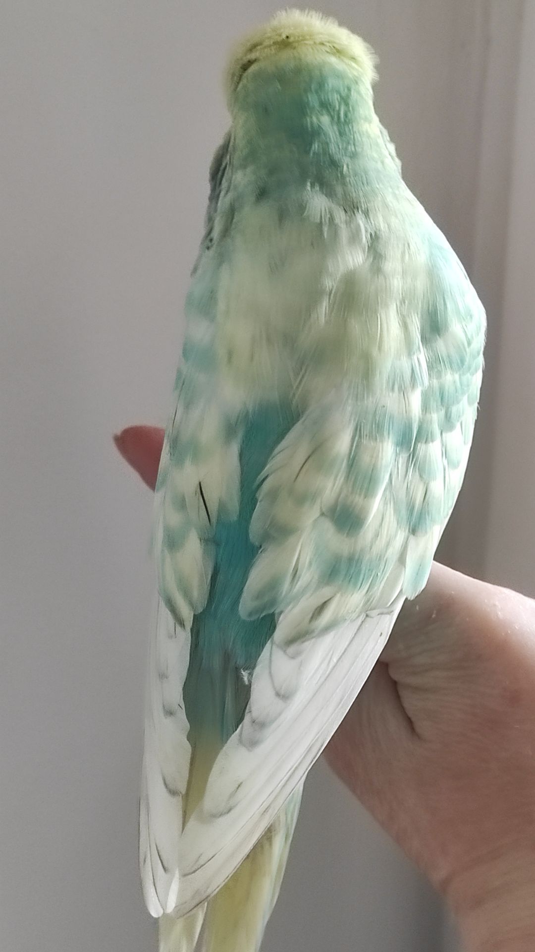 Волнистый попугай