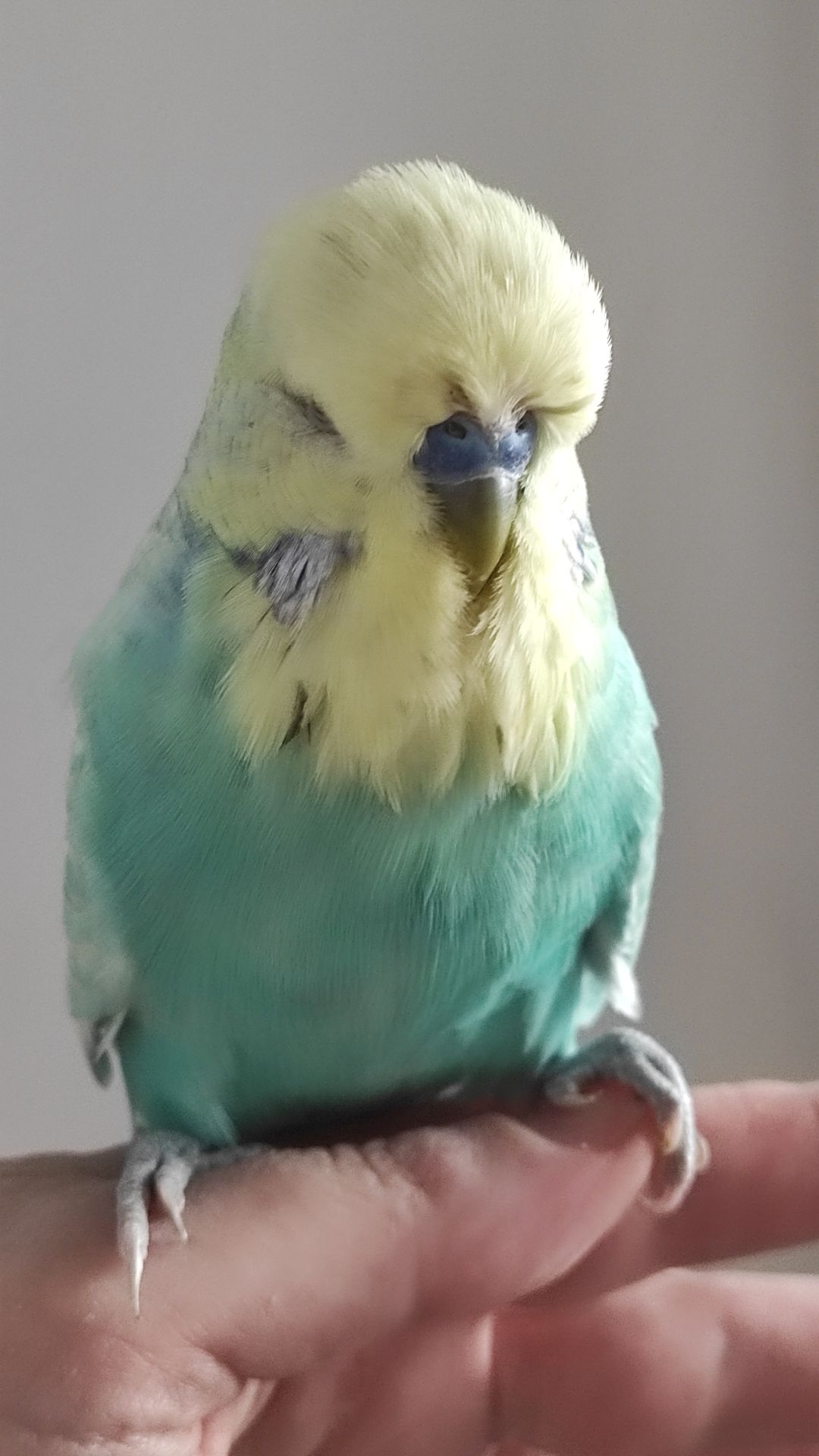 Волнистый попугай