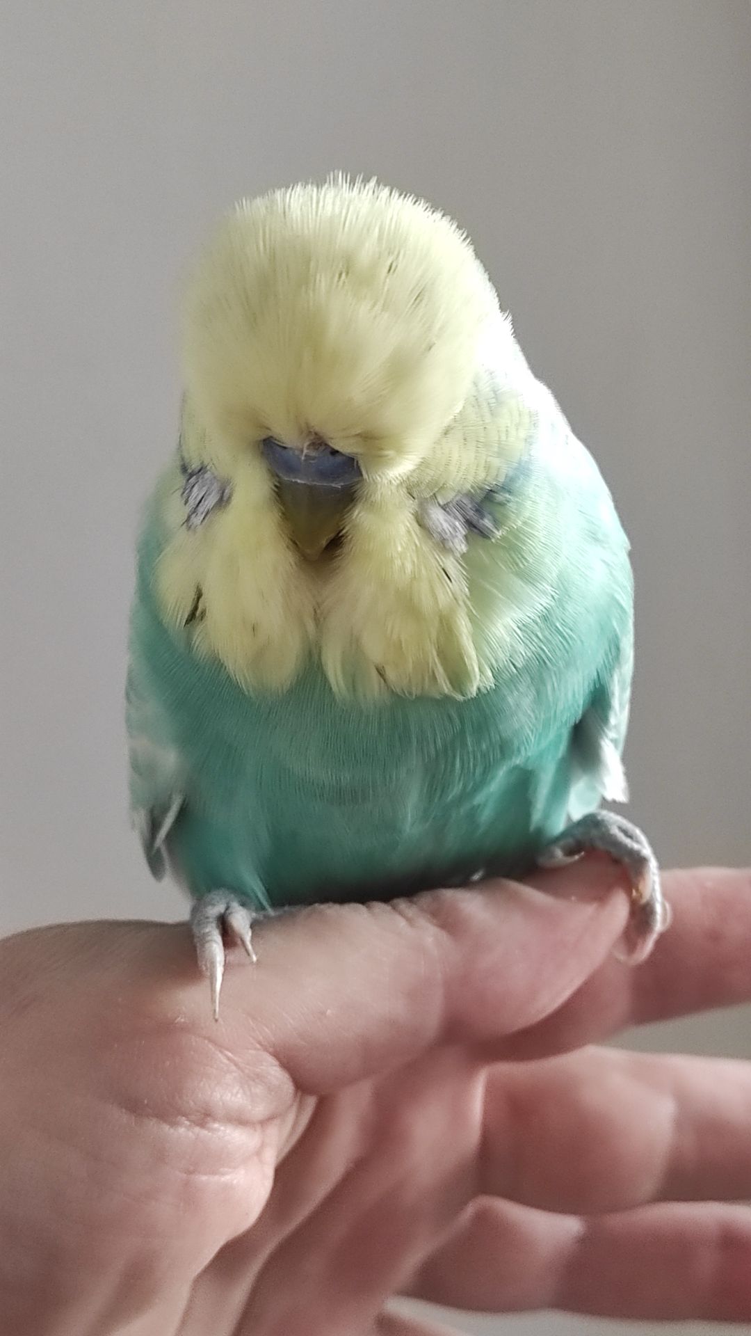 Волнистый попугай