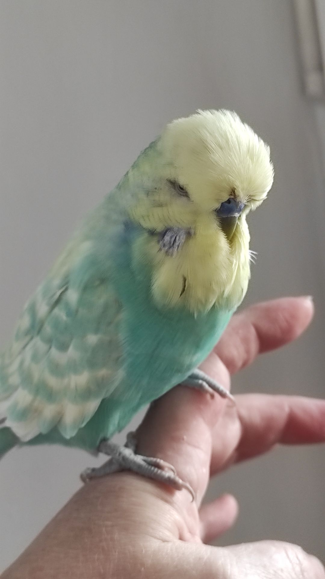 Волнистый попугай