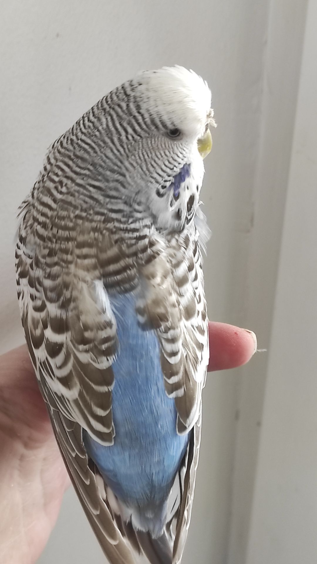 Волнистый попугай