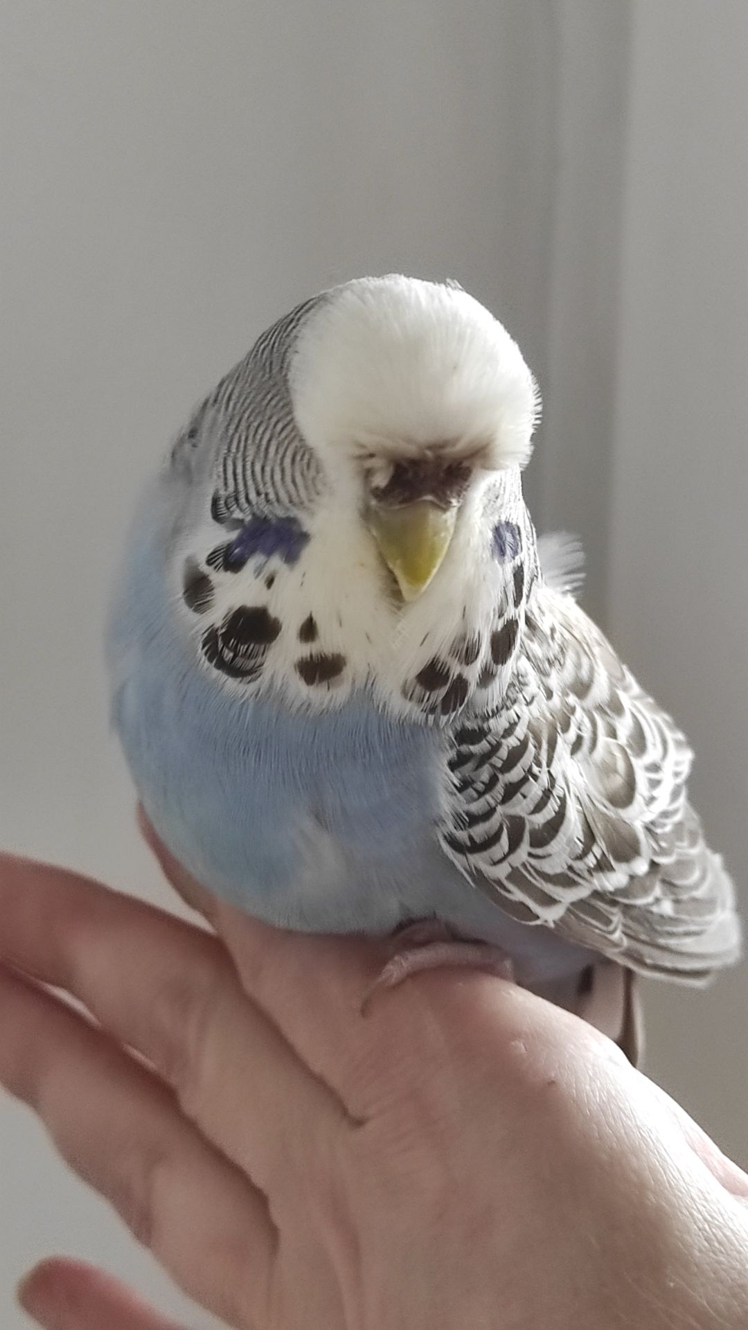 Волнистый попугай