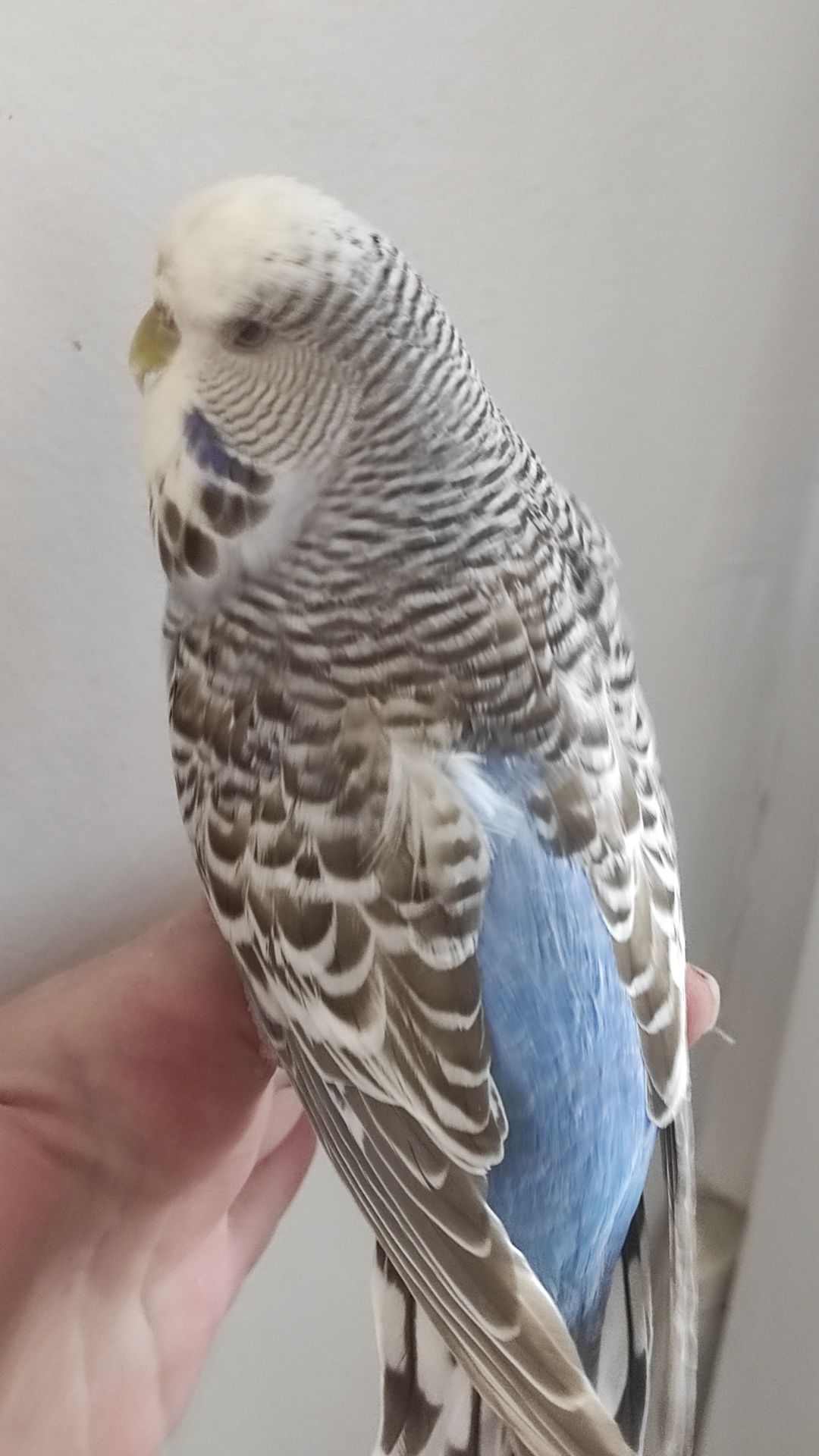 Волнистый попугай