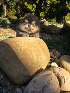 Vip Щенки черно- подпалого щенка