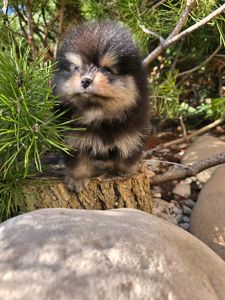 Vip Щенки черно- подпалого щенка