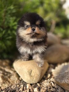 Vip Щенки черно- подпалого щенка