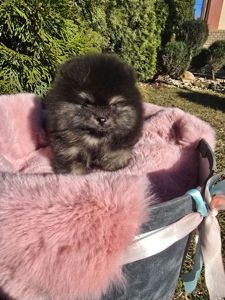 Vip щенки померанского шпица