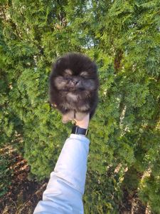 Vip щенки померанского шпица