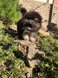 Vip щенки померанского шпица