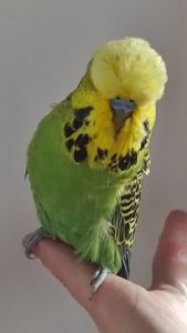 Волнистый попугай