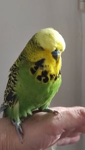 Волнистый попугай