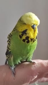 Волнистый попугай