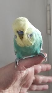 Волнистый попугай