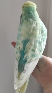 Волнистый попугай