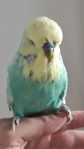 Волнистый попугай